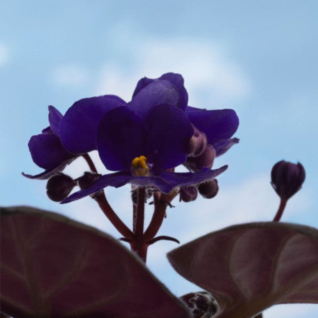 Burberry - Burberry Haar Intense | Eau de Parfum Intens