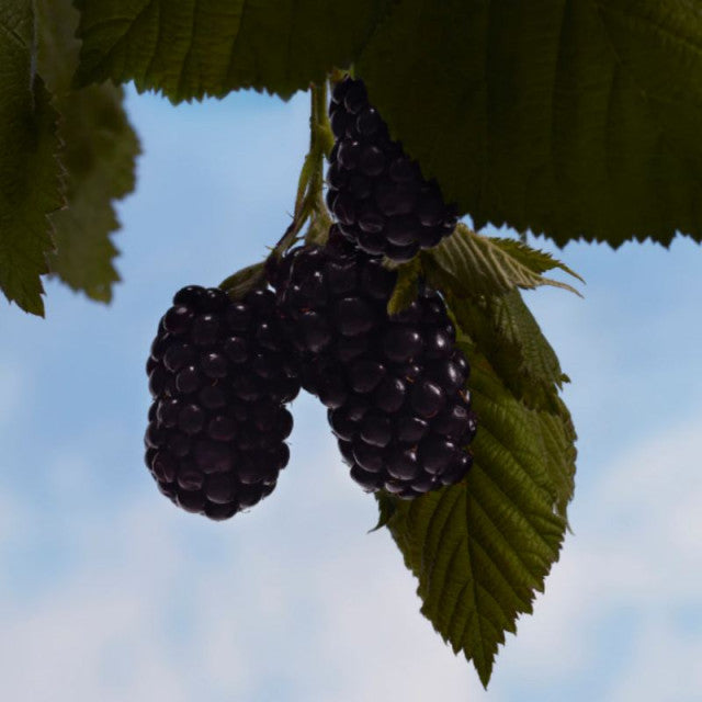 Burberry - Burberry Haar Intense | Eau de Parfum Intens