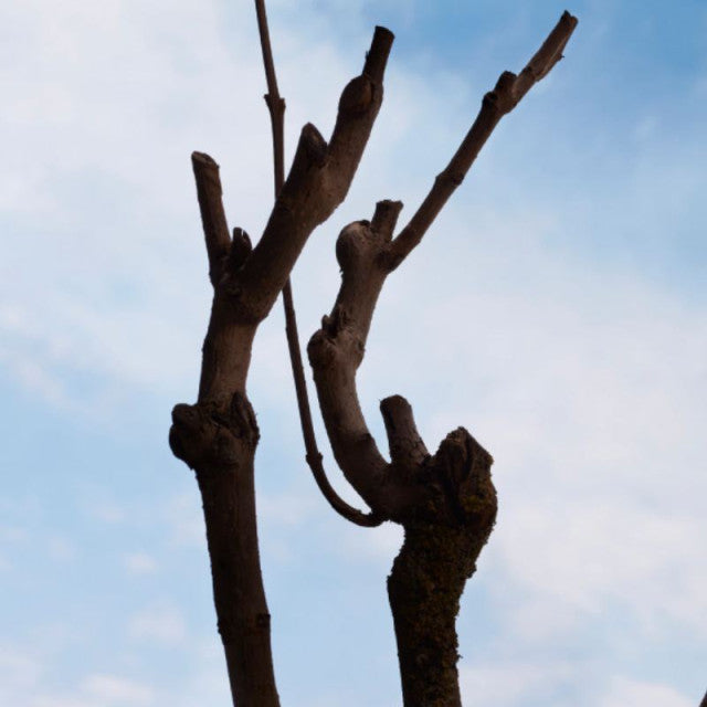 Burberry - Burberry Haar Intense | Eau de Parfum Intens