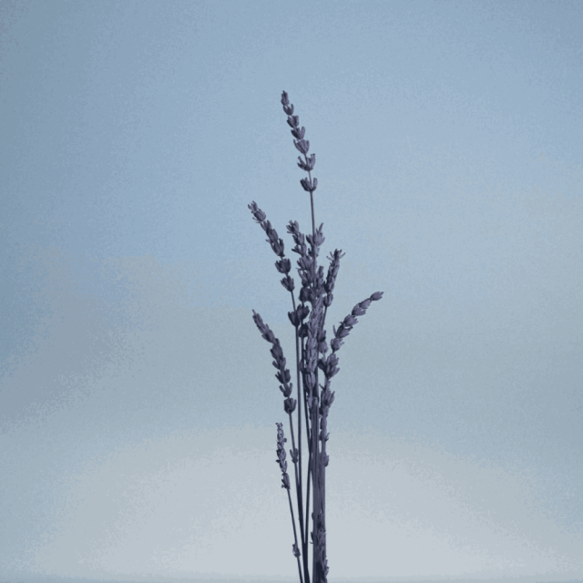 Caron - Pour un Homme Le Matin | Eau de Toilette Vivifiante