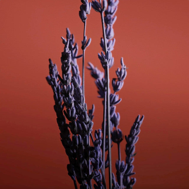 Caron - Pour un Homme Le Soir | Eau de Parfum Intense