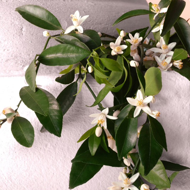 Dolce & Gabbana - Toewijding | Eau de Parfum Intens