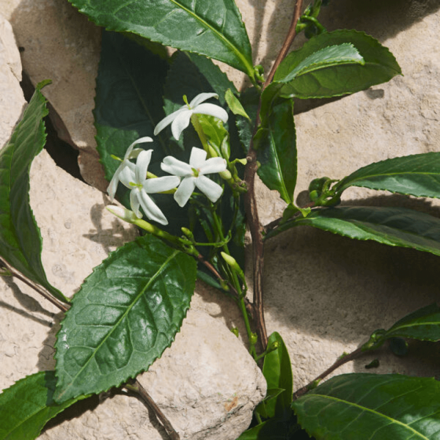 Dolce & Gabbana - Light Blue Capri in Love | Eau de Parfum - Édition limitée