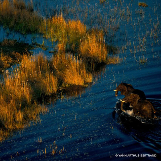 Guerlain - Aqua Allegoria Mandarine Basilic Forte | Eau de Parfum