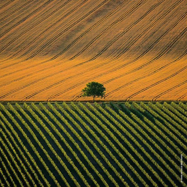 Guerlain - Aqua Allegoria Harvest Mandarine Basilic | Eau de Toilette