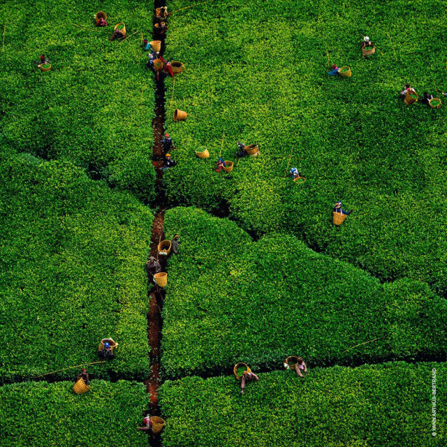 Guerlain - Aqua Allegoria Harvest Rosa Rossa | Eau de Toilette