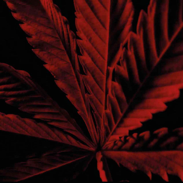 Guerlain - Habit Rouge L'Instinct | Eau de Toilette Intense