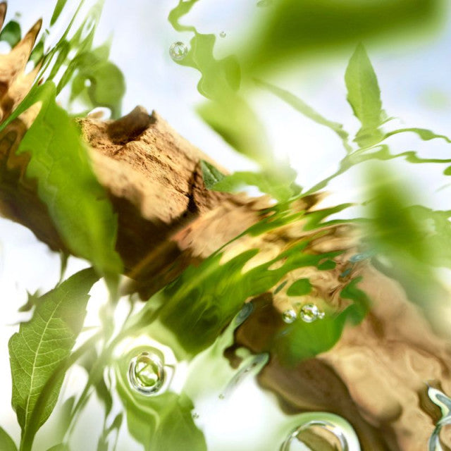 Lancôme - Ô de Lancôme Ôff Now | Eau de Toilette