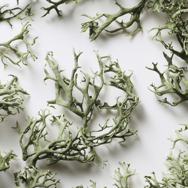 Ralph Lauren - Big Pony Blue | Eau de Toilette